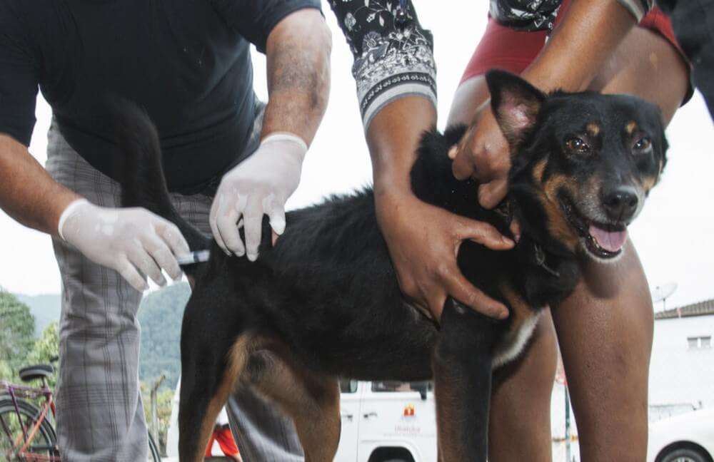 CÃES E gatos deverão ser vacinados na campanha de vacinação em Itaguaí e Seropédica