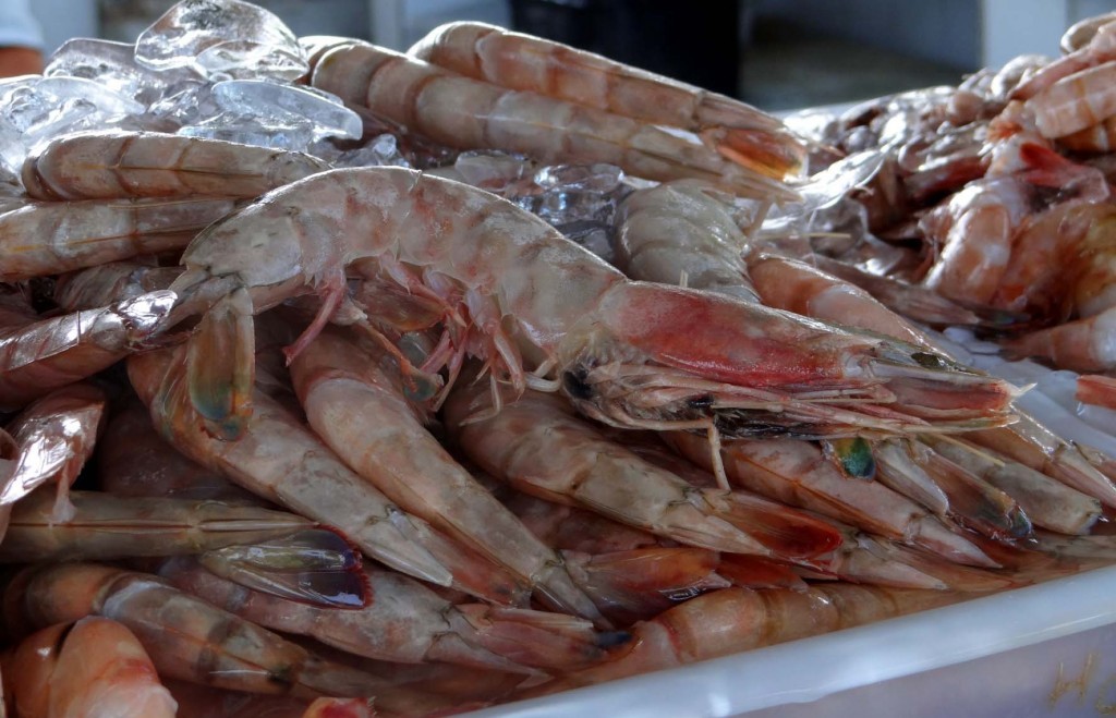 DEFESO DO camarão visa promover a recuperação do estoque pesqueiro e evitar a extinção da espécie