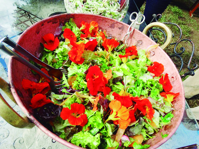 PLANTAS ALIMENTÍCIAS não convencionais será tema de evento em Seropédica