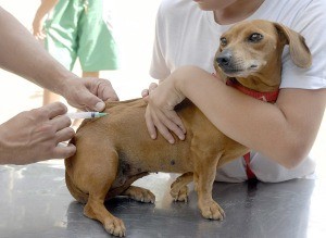 CÃES E gatos devem ser vacinados no sábado (1) no dia de vacinação em Seropédica