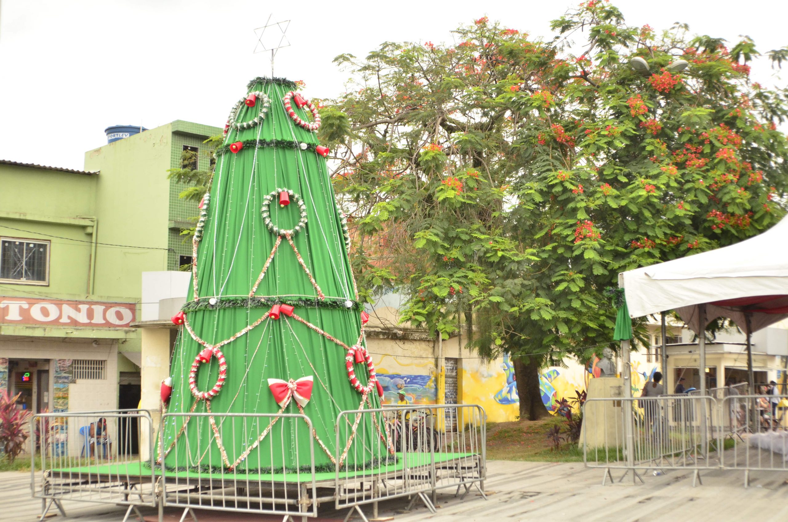 A ÁRVORE e a má conservação da Praça Vicente Cicarino gerou revolta nas redes sociais