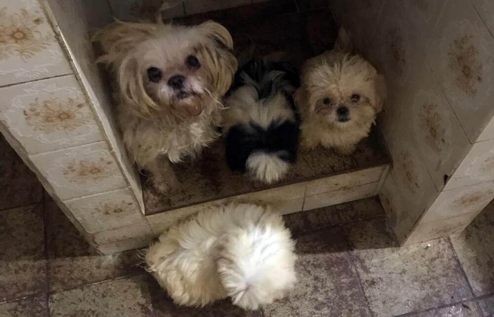 FOTO REPRODUÇÃO/ tv globo