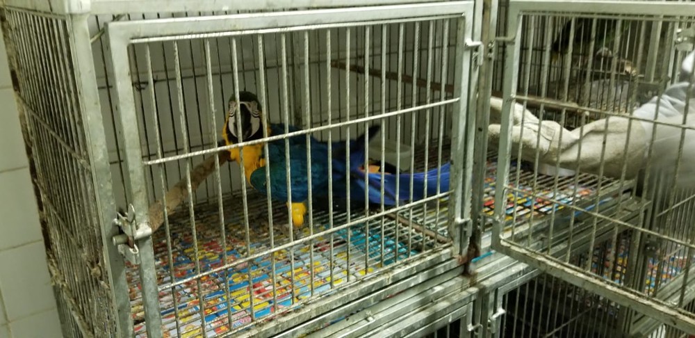 ANIMAIS SILVESTRES foram apreendidos pela Polícia Federal, em Itaguaí em Paciência